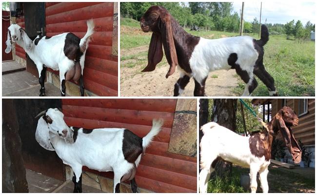 Cabras Kamori