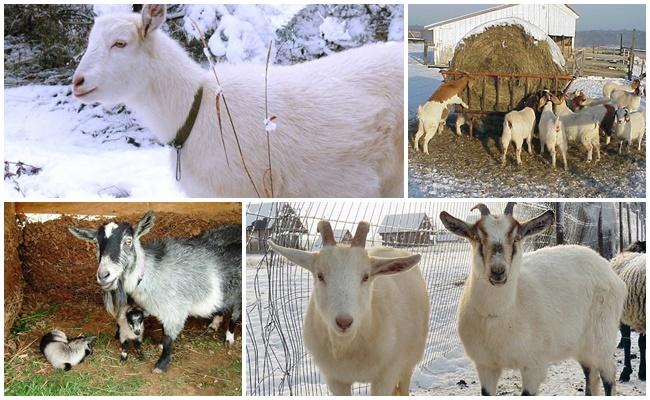 goat breeding