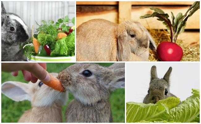 zelenina pro králíky