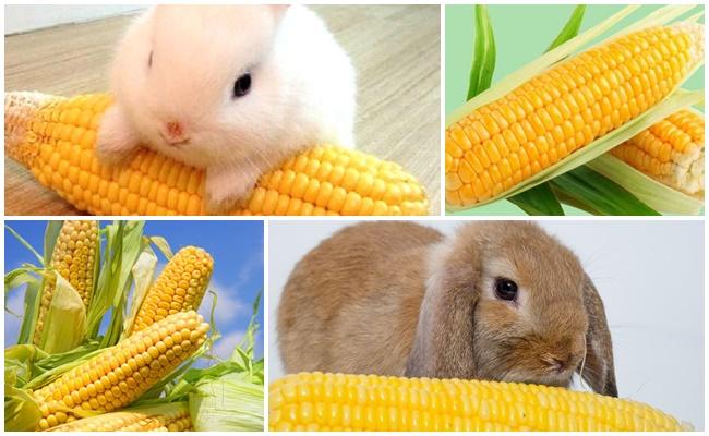 kukuřice pro králíka