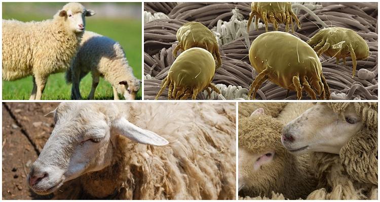 tiques sur les moutons