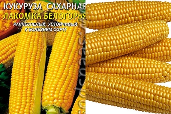 vzhled odrůdy kukuřice Lakomka Belogorya
