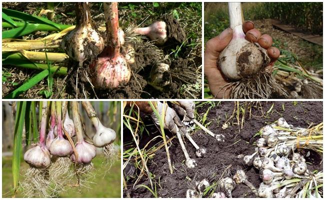 harvesting garlic