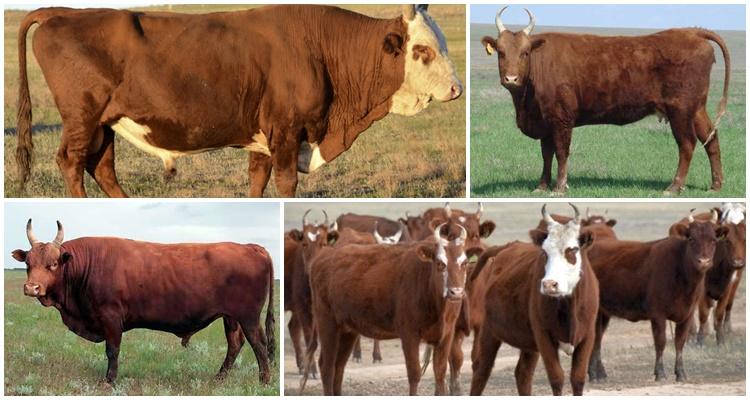 Kalmyk breed of cows