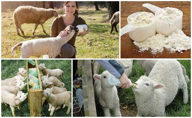 powdered milk for lambs