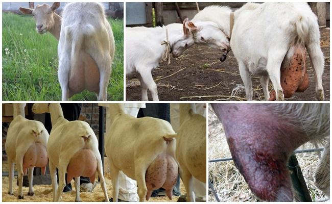 mastitis en una cabra