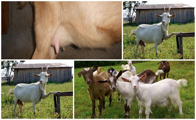 mastitis en una cabra