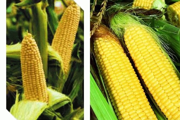 appearance of Vega F1 corn