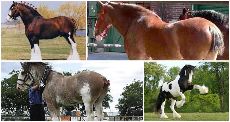 Rasa koni Clydesdale