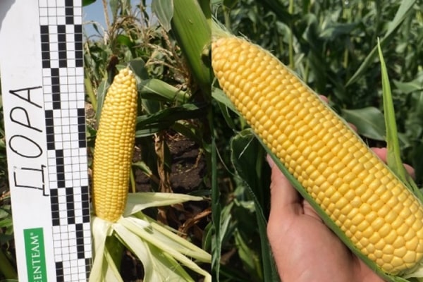 appearance of Dora F1 corn