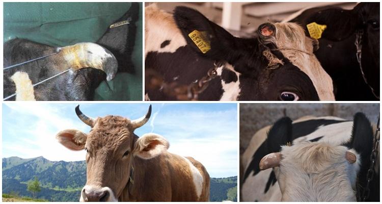 Proč krávy zadek a co dělat, 5 nejlepších metod odstavení