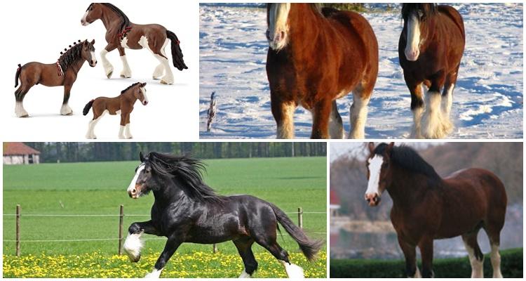 Plemeno koně Clydesdale