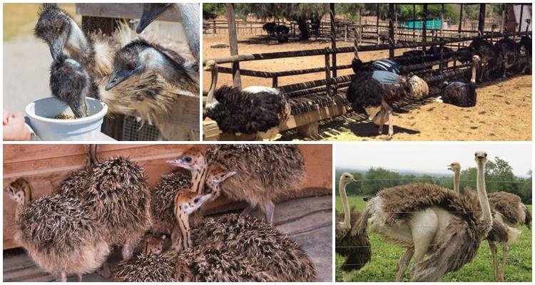 feeding ostriches