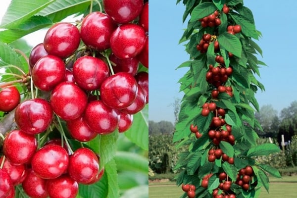 Columnar cherry on the street 