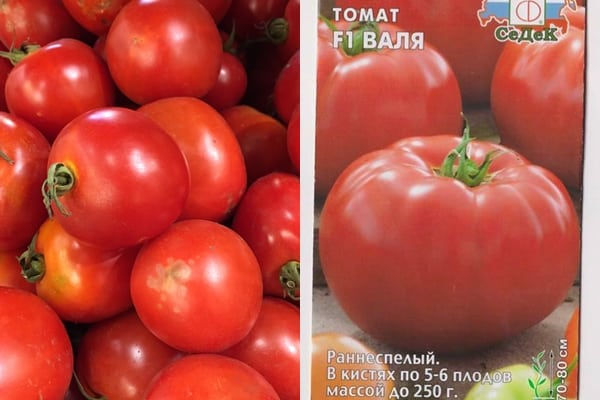 Semi di pomodoro Valya