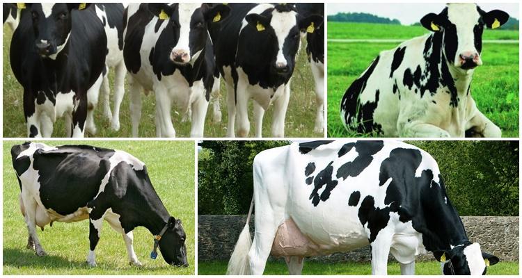 Dutch breed of cows