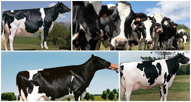 Giống bò Holstein Friesian