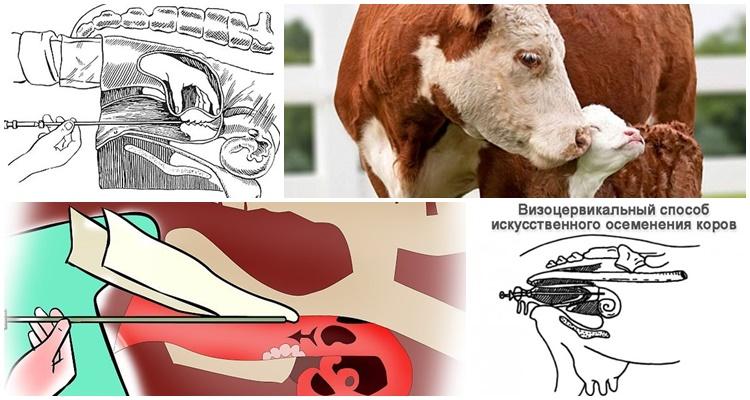 visocervical method of insemination of cows