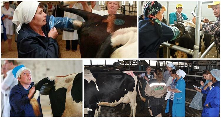 visocervikální metoda inseminace krav