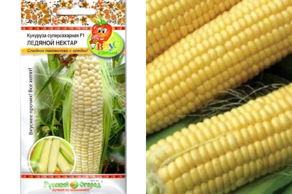 appearance of corn variety 