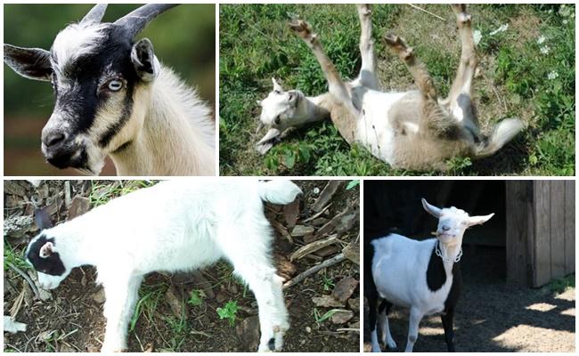 fainting goats