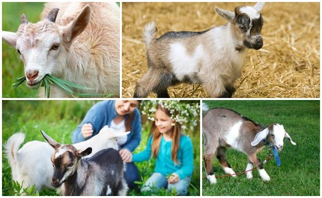 feeding goats