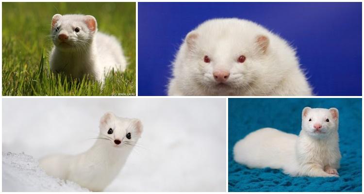 white ferret