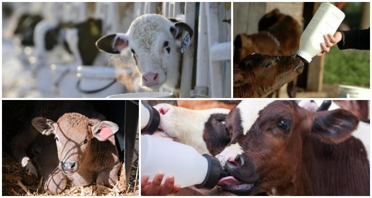 raising calves