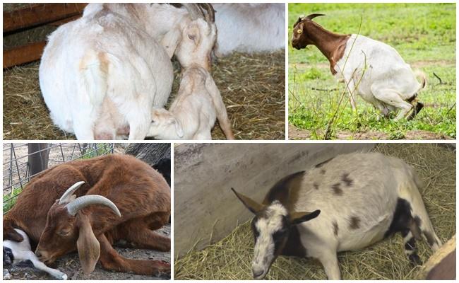 hindi bumabangon ang kambing