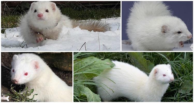 white ferret