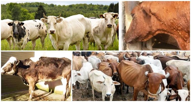 brucellosis in cattle