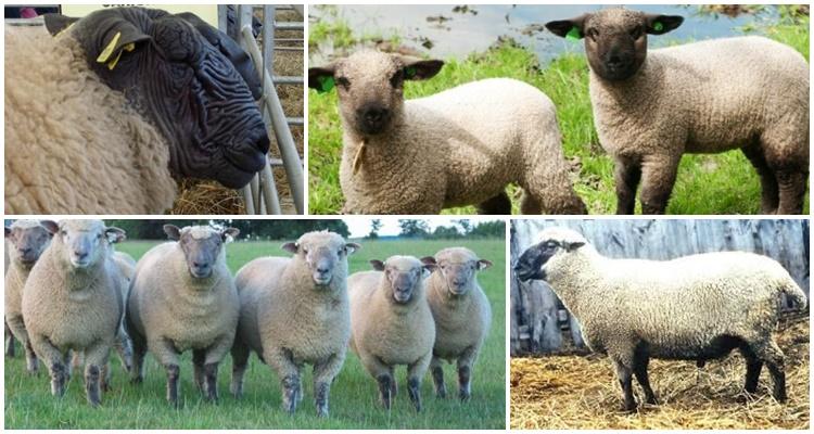 Hampshire plemeno ovcí