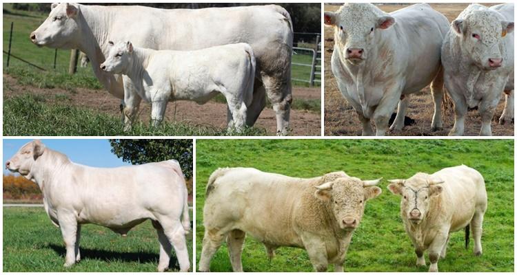 Charolais breed