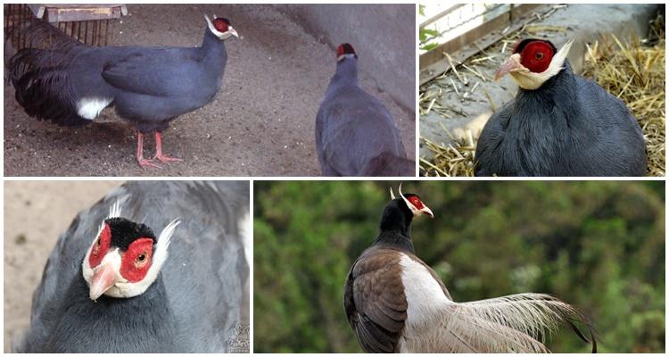 beautiful guinea fowl