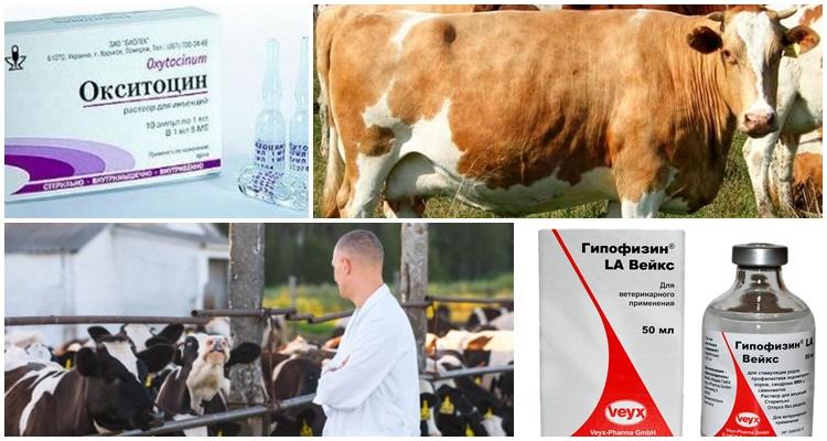 Instructions for use of Oxytocin for cows, doses for animals and analogues