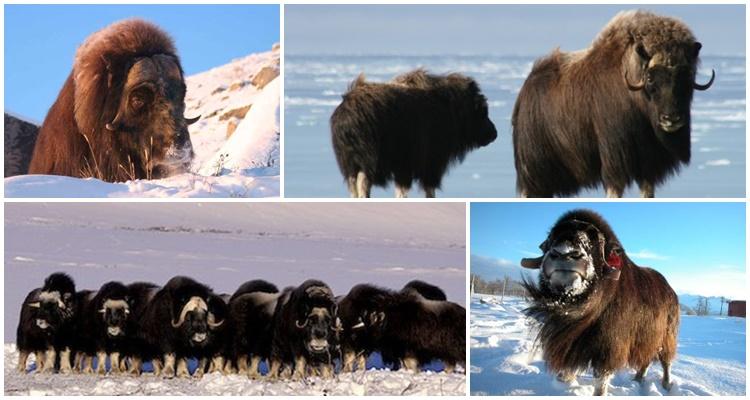 musk ox kung saan ito nakatira