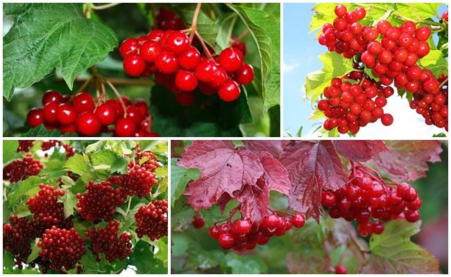 a lot of viburnum