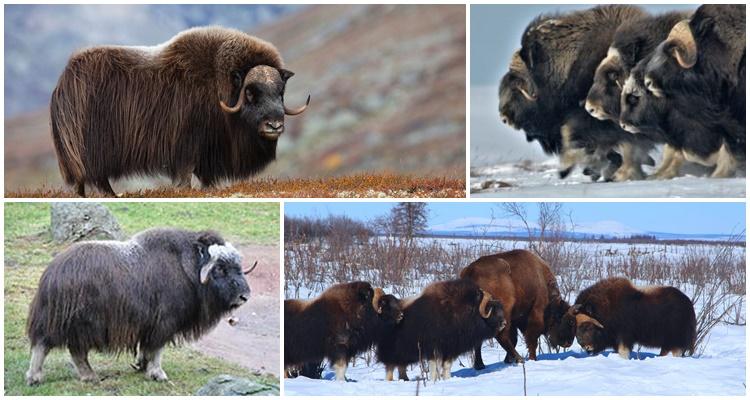 saan nakatira ang musk ox