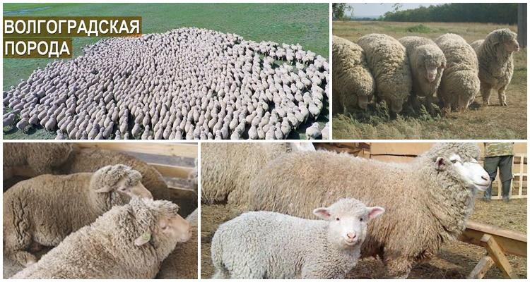 mnoho ovcí