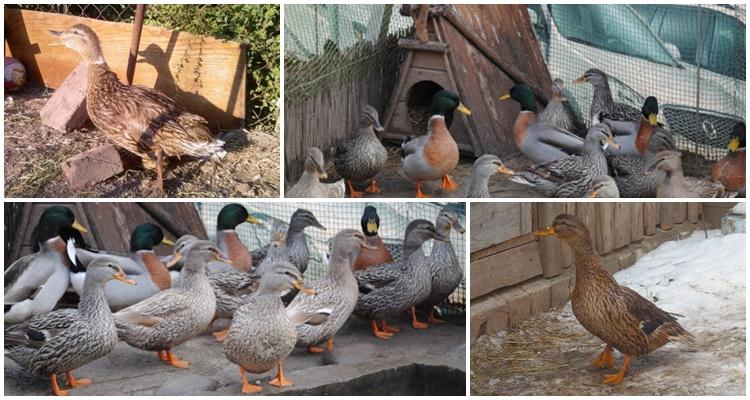 alimentando patos