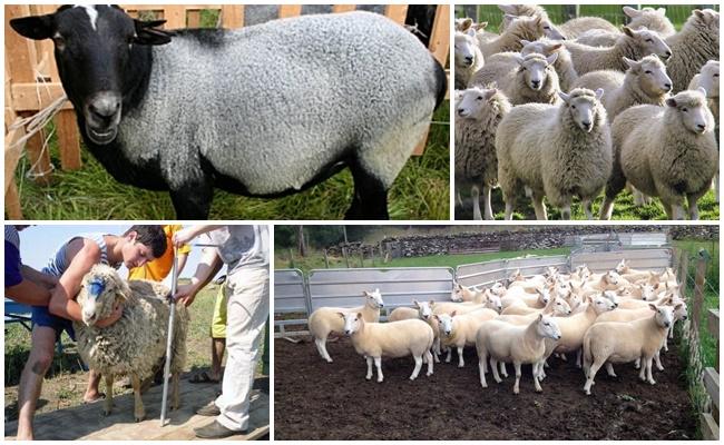 třídění ovcí