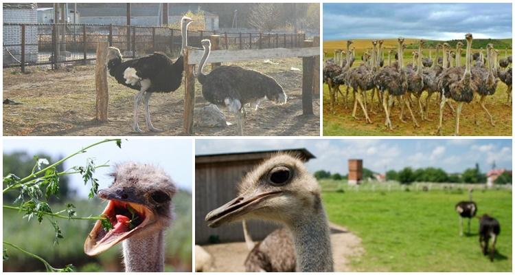 feeding ostriches