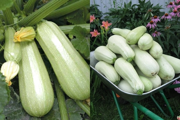 hitsura ng Cavili squash