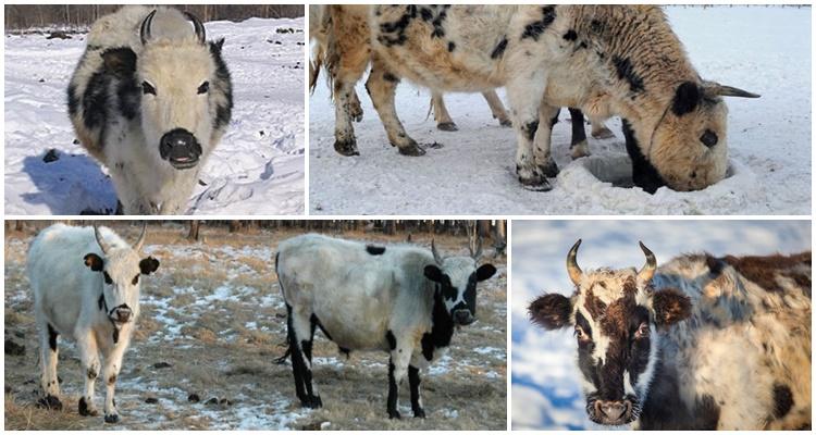 Yakut cow