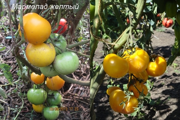 Tomatenbüsche Marmelade gelb