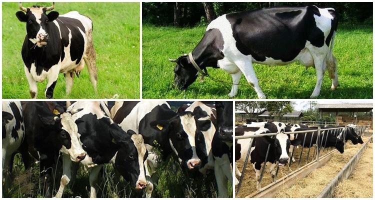 black and white breed of cows