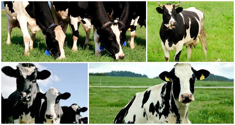 black and white breed of cows