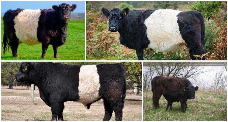 Galloway cow breed