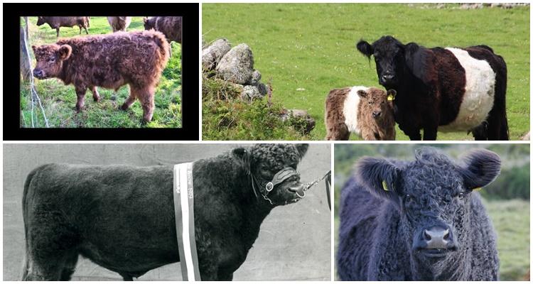 Galloway cow breed