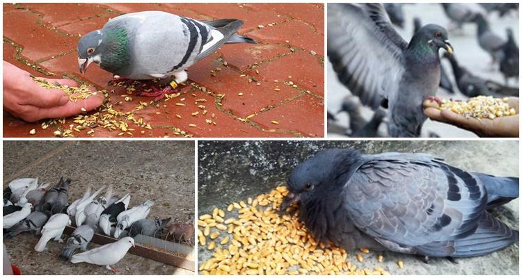 feeding birds